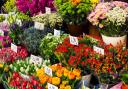 Flower sale stock pic
