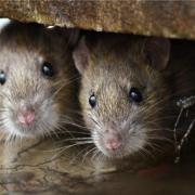 Surge in call-outs to deal with rat and mice problems