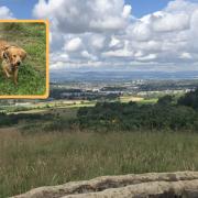 Here are the best dog walking routes near Paisley, according to experts on AllTrails