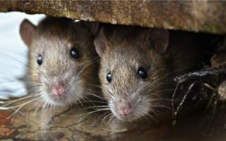 Surge in call-outs to deal with rat and mice problems