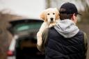 Experts reveal their top safety tips for preventing dog thefts, as well as the breeds most at risk. Credit: Daisy Daisy / Shutterstock.com