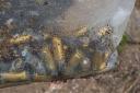 Man finds dozens of BULLETS during volunteer river clean
