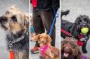 Dozens of dogs flock to Paisley park to show support for campaign
