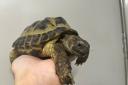 Search launched to trace owners of missing tortoise found in Paisley