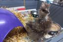 Search launched to trace owners of lost chicken found in Erskine