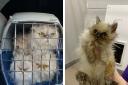Ten cats found dumped and stuffed into two pet carriers