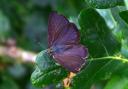 Purple hairstreak butterfly