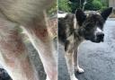 The couple failed to seek veterinary treatment for their eight-month-old dog's chronic skin condition