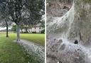 WATCH: 'Creepy' tree covered in giant web spotted behind homes