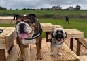 We took a lazy bulldog and hyper pup to new park for pooches - here's how it went