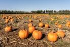 Five Halloween pumpkin patches in Scotland worth the drive from Glasgow. Credit: Pixabay.