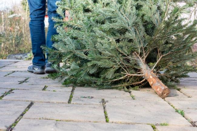 Residents are being asked to ensure that real Christmas trees are disposed of in an environmentally-friendly manner
