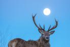 The stunning photograph shows the stag with a full moon between its antlers