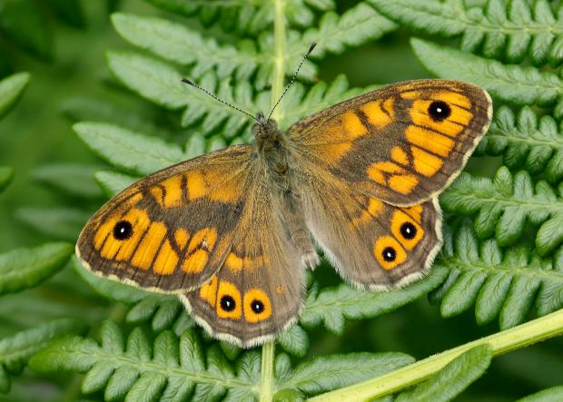 The Gazette: Wall butterfly which is now endangered (Iain H Leach/Butterfly Conservation/PA)