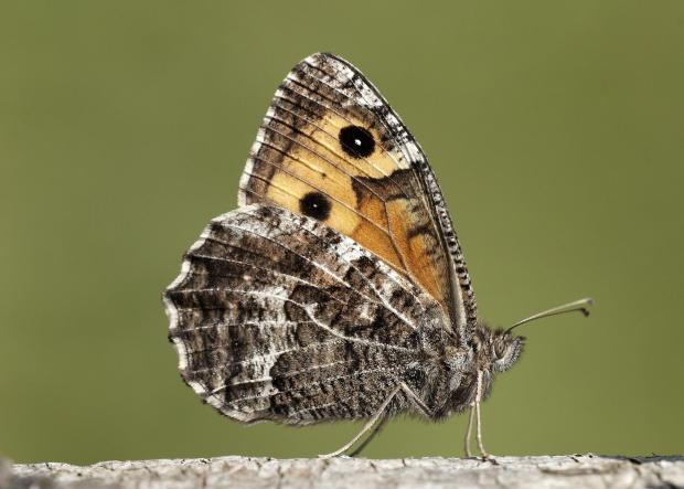 The Gazette: Graylings are now endangered (Iain H Leach/Butterfly Conservation/PA)