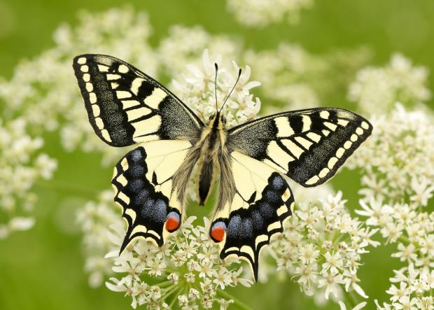 The Gazette: Swallowtail butterflies have seen their status worsen to ‘vulnerable’ (Iain H Leach/Butterfly Conservation/PA)