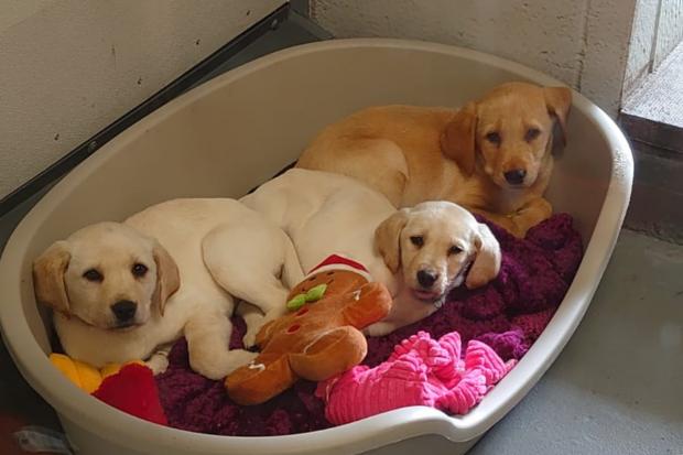The three male Labradors were dumped in Renfrew on Tuesday afternoon