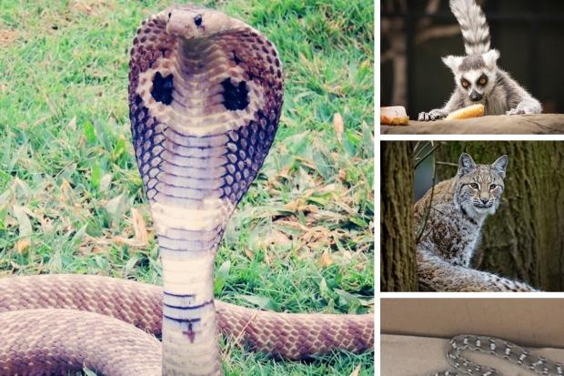 More than 280 dangerous and wild animals have been registered at private addresses in Hampshire. Picture: PA