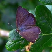 Purple hairstreak butterfly