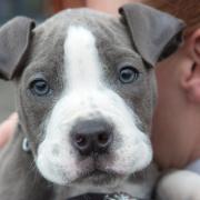 Foster families needed to help unwanted pets