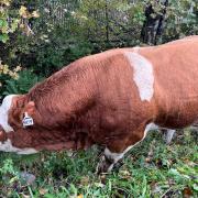Bull named 'Lover Boy' escapes causing traffic delays on the M8