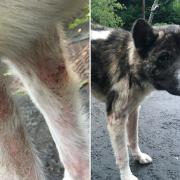 The couple failed to seek veterinary treatment for their eight-month-old dog's chronic skin condition