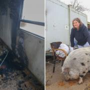 Fire damage in the cabin and (right) volunteer Yvonne Elliot with pig