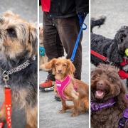 Dozens of dogs flock to Paisley park to show support for campaign