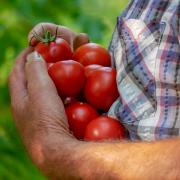 Rise in demand for council-owned allotments 'due to cost-of-living crisis'