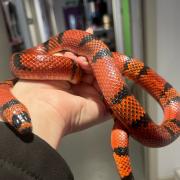 The abandoned snake was found in Edward Avenue, Renfrew