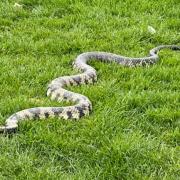 Sightings of pet snakes in Paisley park sparks debate among local residents