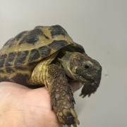 Search launched to trace owners of missing tortoise found in Paisley