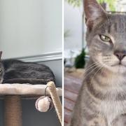 'Delighted': Missing cat that was 9,000 miles away from home reunited with owners