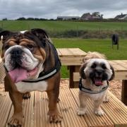 We took a lazy bulldog and hyper pup to new park for pooches - here's how it went