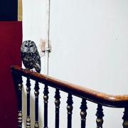 The owl in the close