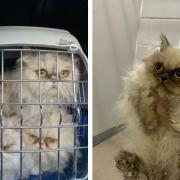 Ten cats found dumped and stuffed into two pet carriers