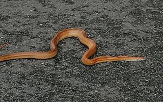 The snake was seen on Moss Road near the old landfill