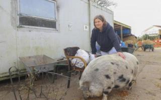 Yvonne Elliot, volunteer manager at Lamont Farm, with pig